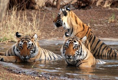 Ranthambore-National-Park